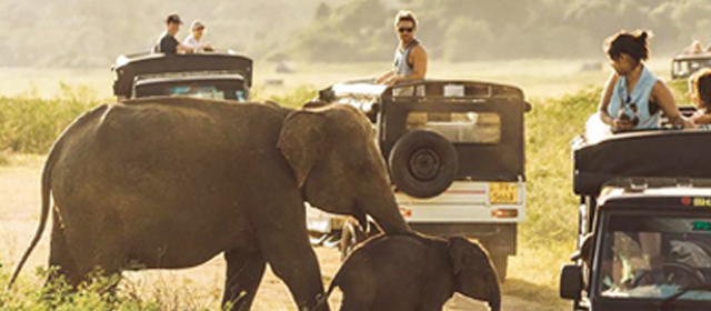 斯里蘭卡文化及生態之旅